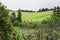 Landscape with cows, Sao Miguel, The Azores Islands, Portugal