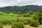 Landscape with cows, Sao Miguel, The Azores Islands, Portugal