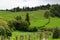 Landscape with cows, Sao Miguel, The Azores Islands, Portugal