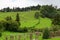 Landscape with cows, Sao Miguel, The Azores Islands, Portugal