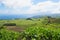 Landscape with cows, Sao Miguel, The Azores Islands, Portugal