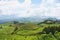 Landscape with cows, Sao Miguel, The Azores Islands, Portugal