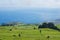 Landscape with cows, Sao Miguel, The Azores Islands, Portugal