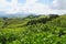 Landscape with cows, Sao Miguel, The Azores Islands, Portugal