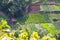 Landscape crop scene of vegetable farm garden near natural hills