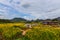 Landscape Crotalaria juncea flower field