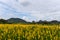 Landscape Crotalaria juncea flower field
