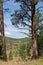 Landscape of Custer State Park.