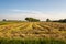 Landscape with cut hay into rows