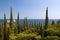 Landscape with cypress grove in the foreground