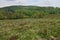 Landscape with daffodils, forest and meadow.