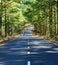 Landscape, Dalat, pine forest, travel, Vietnam, street