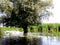 Landscape in Danube Delta, Tulcea, Romania