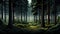 landscape dark pine thicket