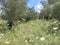 Landscape with Daucus carota plants.