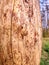 Landscape with dead forest destroyed by wood worm