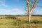 Landscape with a dead tree.