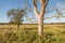 Landscape with a dead tree.