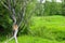 Landscape with dead tree on the meadow