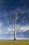 Landscape with dead trees. Bingie. Nsw. Australia.