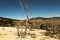 Landscape with dead trees. Mammoth Hot Springs, Yellowstone National Park, Wyoming, USA