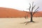 Landscape of Dead Vlei, Namibia