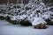 Landscape decor with a turtle sculpture and low growing juniper bush in winter snow