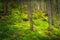 Landscape dense mountain forest.