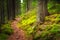 Landscape dense mountain forest.