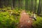 Landscape dense mountain forest.