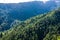 Landscape of Deodar tree in himalayas, sainj valley, kullu, himachal pradesh, india