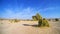 Landscape of desert and blue sky with haloxylon or saxaul trees