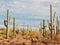 Landscape of the desert with Saguaro cacti. Toned image