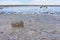 Landscape of a deserted salt lake. The texture of salt formations in the foreground. salt lake surface, dry salt lake, white salt