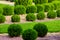 Landscape design of a backyard garden with row ornamental growth cypress.