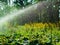 Landscape design, beautiful Park with flowers and conifers, Kotka, Park Isopuisto, Finland. Automatic plant watering system