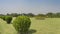 Landscape design in a city park. A row of spherical trimmed bushes