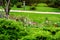 a landscape design colorfully flowerbed with lots flowers.