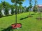 Landscape design scene young trees and green lawn mowed grass with green hedge