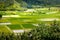 Landscape detail of green taro fields in Hanalei valley, Kauai