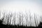 Landscape devastated in the Black Saturday bushfires near Marysville in the Yarra Ranges, Victoria Australia