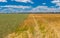 Landscape with different sort of wheat fields next to each other, central Ukraine