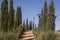 Landscape with dirt path and cypresses