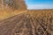 Landscape with dirty country road on the edge of agricultural field with ripe sunflowers