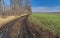 Landscape with dirty road beside an agricultural field with rows of winter crops in Ukraine