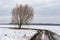 Landscape with dirty road between agricultural fields and lonely tree on the roadside, central Ukraine