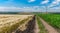 Landscape with dirty road among agricultural wheat and maize fields