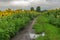 Landscape with dirty road between flowering sunflowers fields