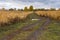 Landscape with dirty road after rain between ripe maize fields in central Ukraine