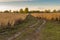 Landscape with dirty road between ripe maize fields in central Ukraine